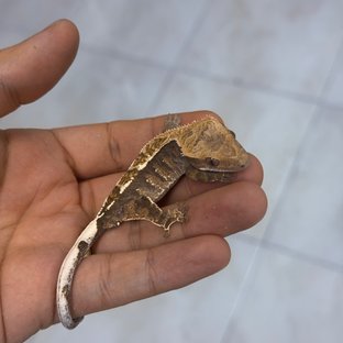 Cappuccino 100% Het Axanthic