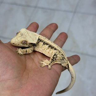 이파아임1