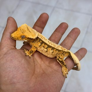 헤라벚꽃