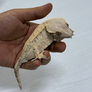 츄르