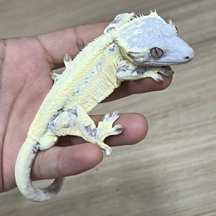 프레이