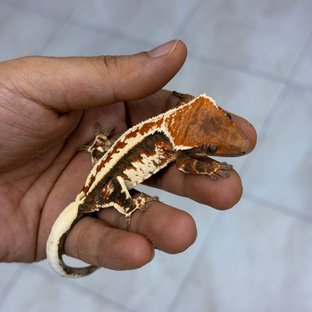 연유양산
