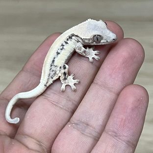 브라운HB