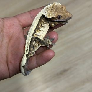 세이블