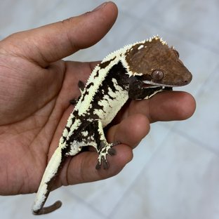 간물더쥬