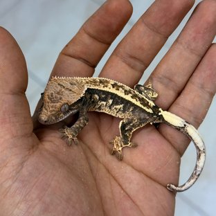 Cappuccino 100% Het Axanthic