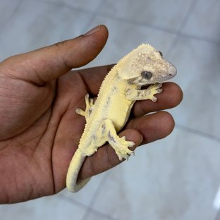 칠흑헤키2