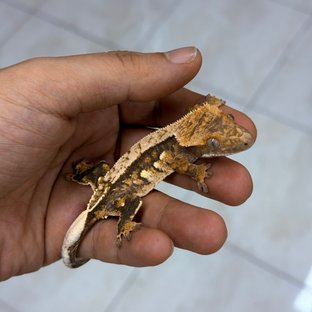 Normal 100% Het Axanthic