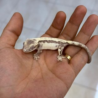 Super Sable LW Axanthic