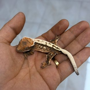 세이블 100%헷아잔틱