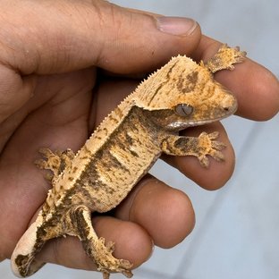 Normal 100% Het Axanthic