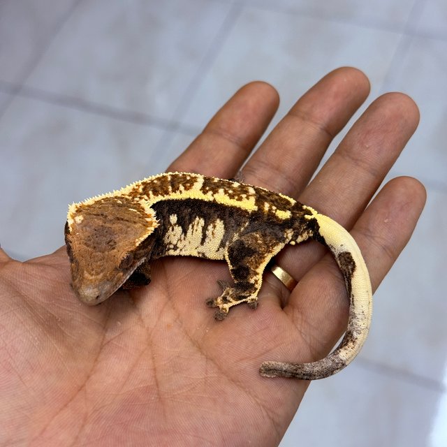 Cappuccino 100% Het Axanthic