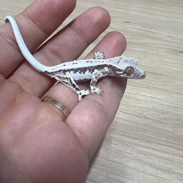 프라푸치노 릴리화이트 카푸치노