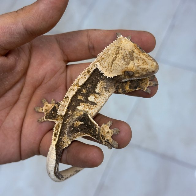 Normal 100% Het Axanthic