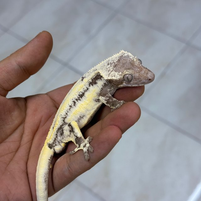 LW Sable Axanthic