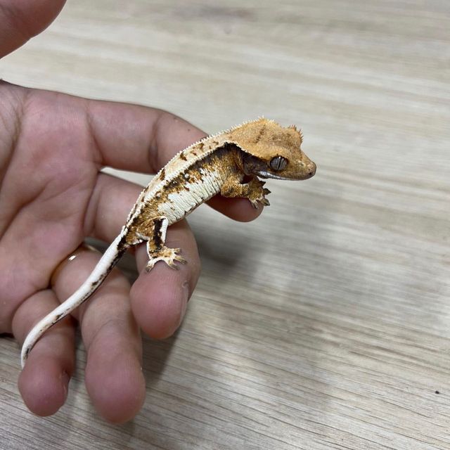 노멀