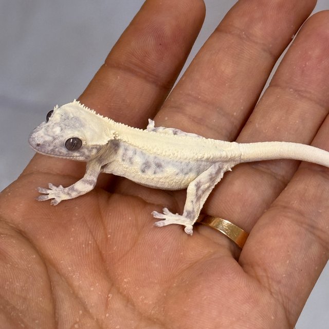 Axanthic LW Sable