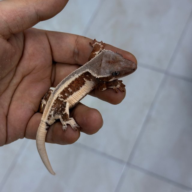 Lilly White Chocho