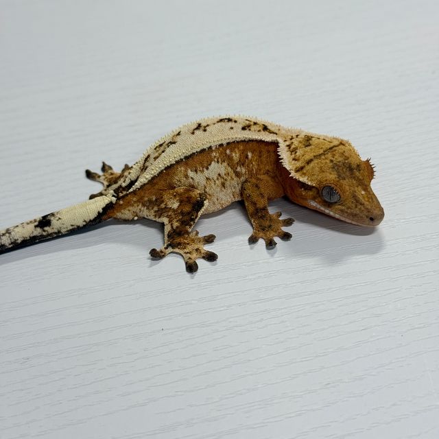 세이블