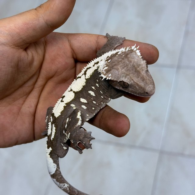 Sable Axanthic