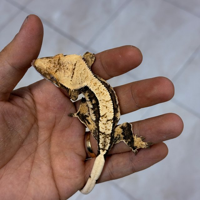 100% Het Axanthic Normal