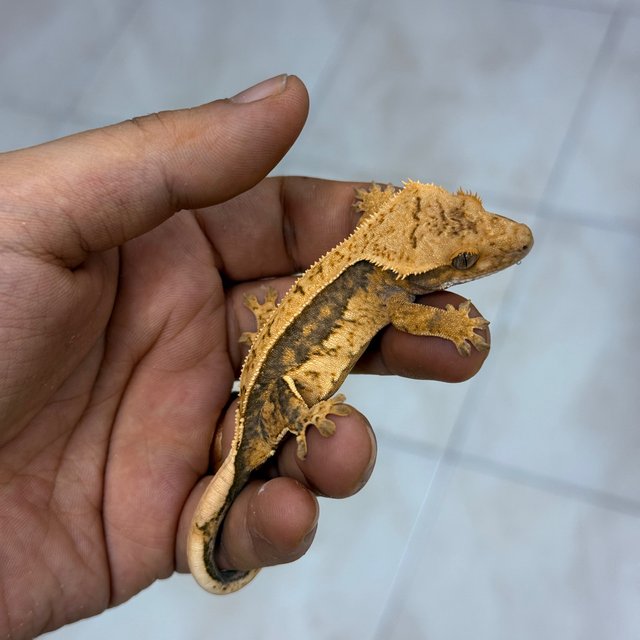 Normal 100% Het Axanthic