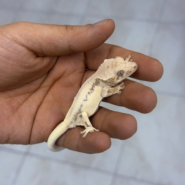 릴리 세이블 100%헷아잔틱