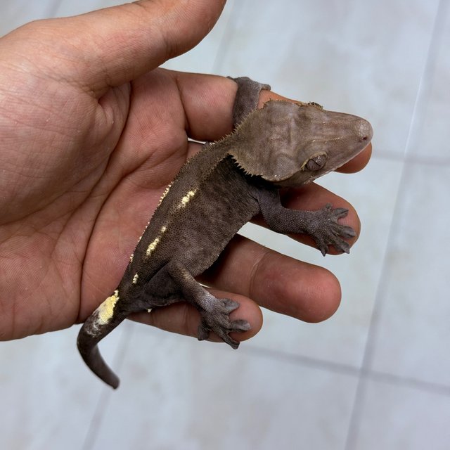 Sable Axanthic