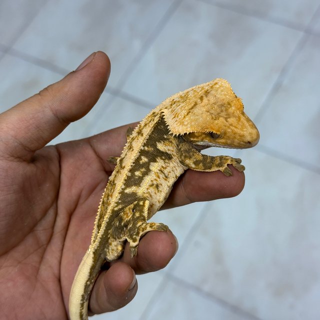 Normal 100% Het Axanthic