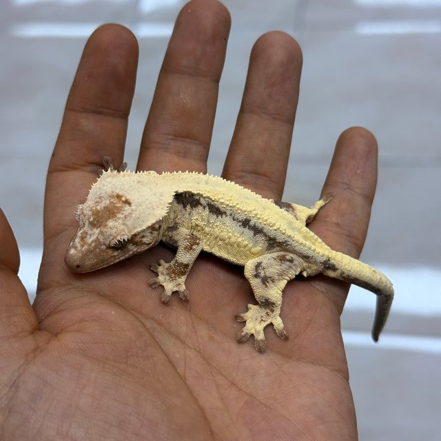 100% Het Axanthic LW Sable