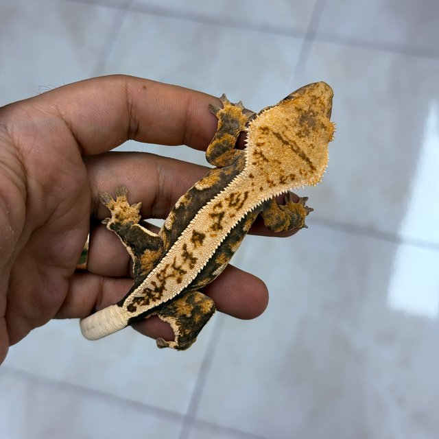 Normal 100% Het Axanthic