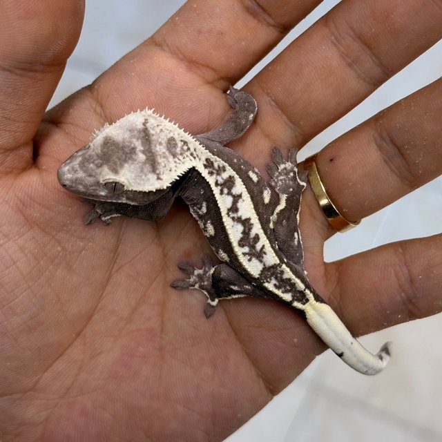 Axanthic