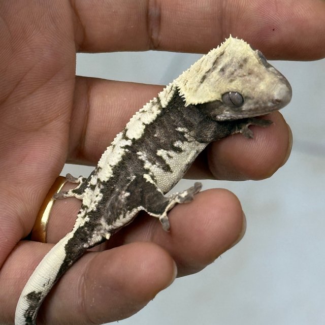 Axanthic