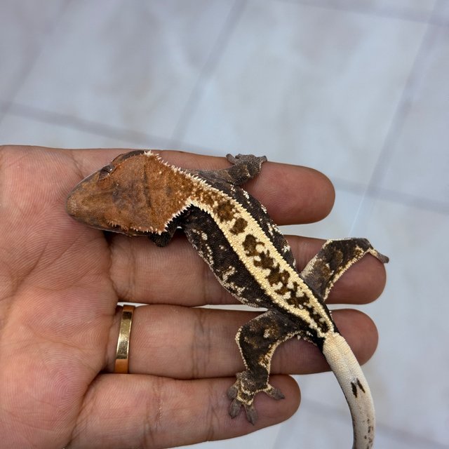 Cappuccino 100% Het Axanthic
