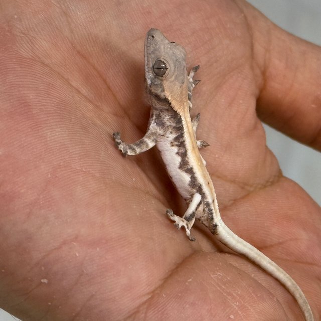 릴리 세이블 100%헷아잔틱