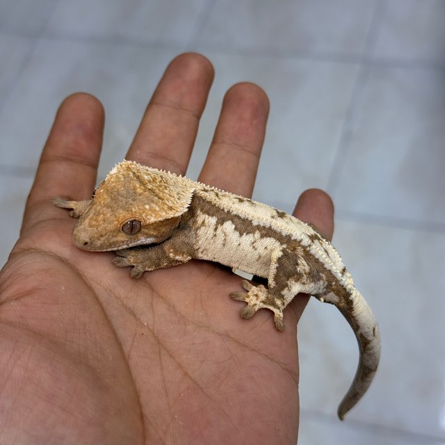 100% Het Axanthic Sable