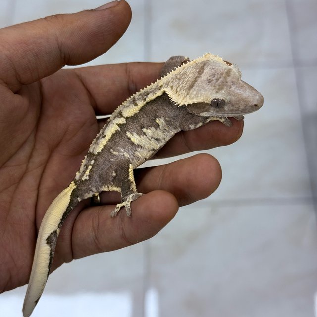 Lilly 100% Het Axanthic