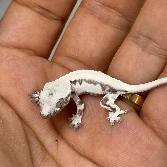 LW Sable Axanthic