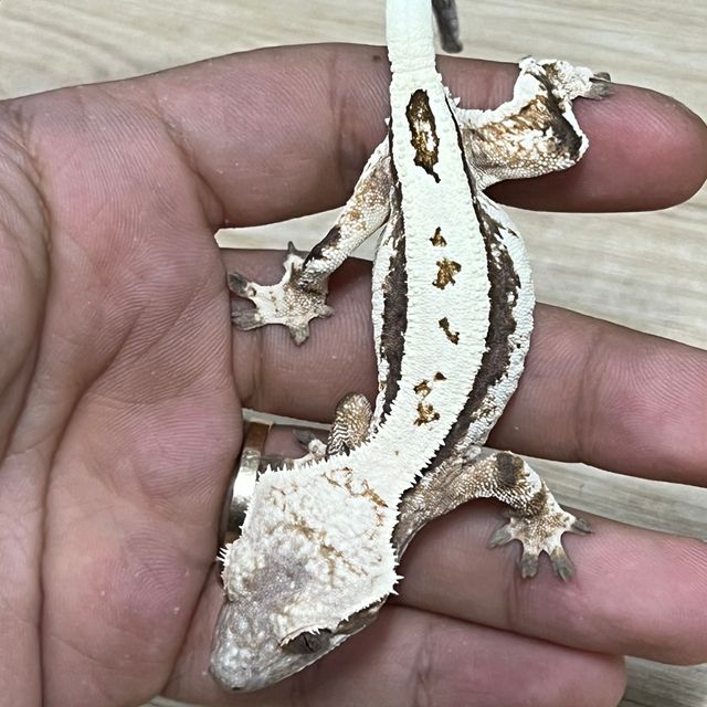 세이블