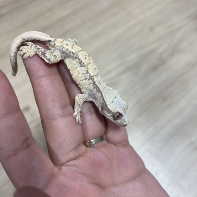 노멀