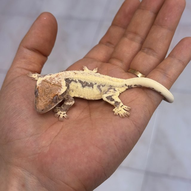 100% Het Axanthic Frappuccino