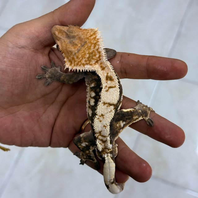100% Het Axanthic Sable