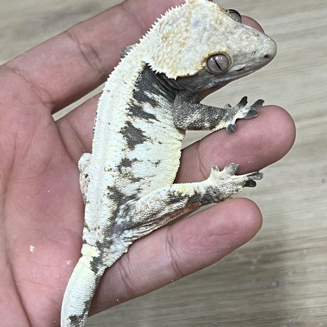 카푸치노