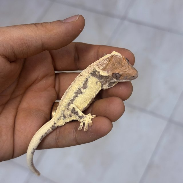 100% Het Axanthic Frappuccino