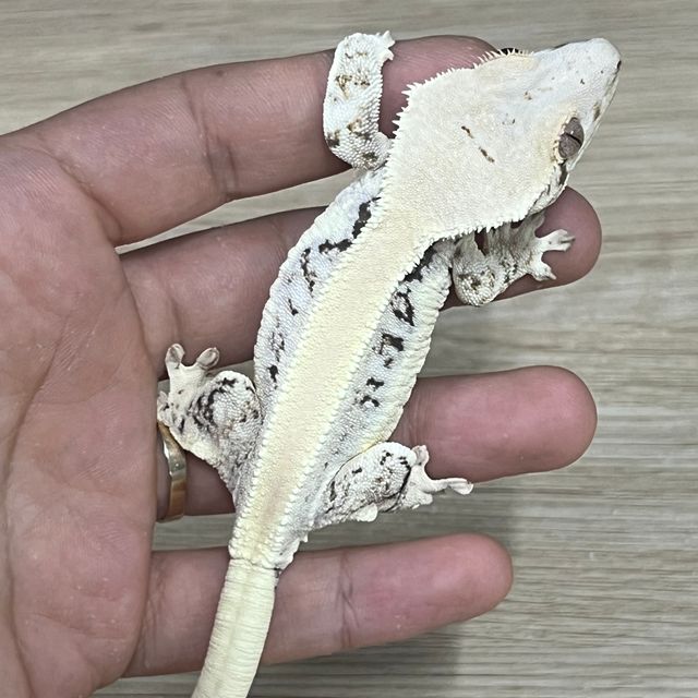 릴리화이트