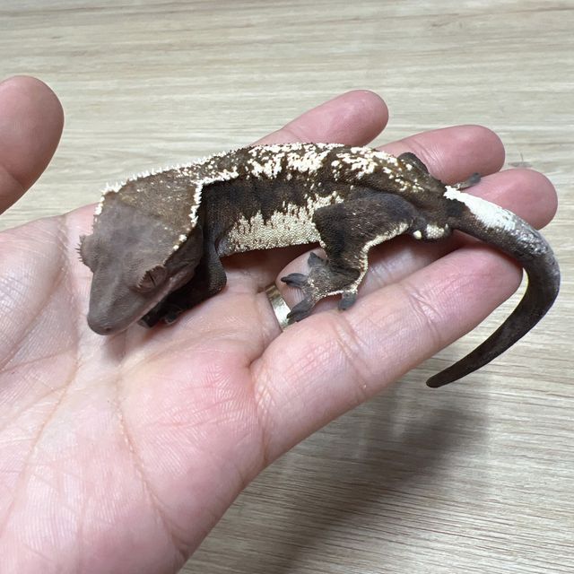 세이블