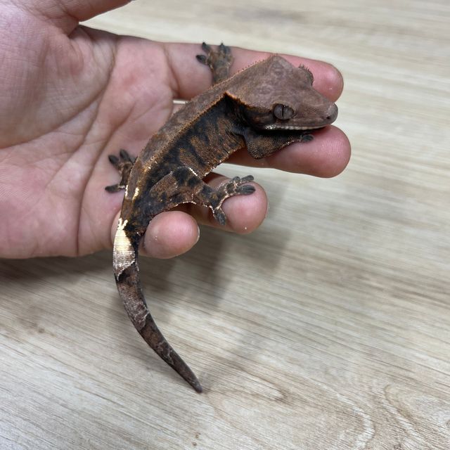 카푸치노