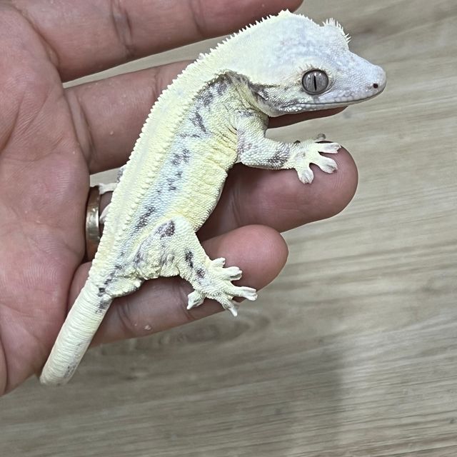 프라푸치노