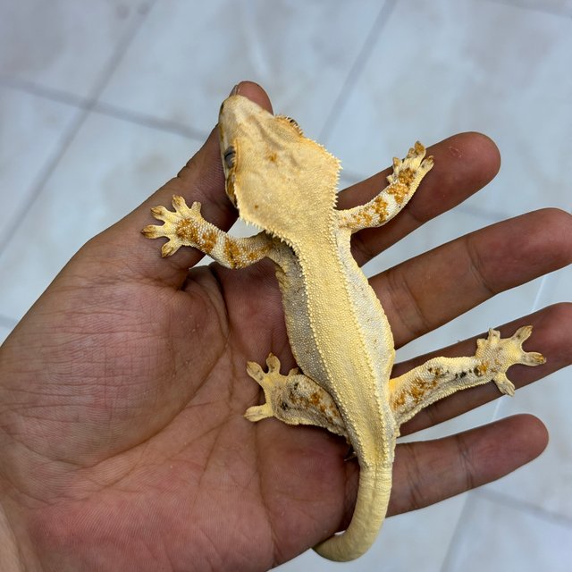 Lilly White