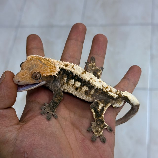 100% Het Axanthic Sable
